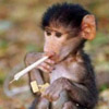 smileys 25452-monkey_with_joint.jpg