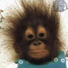 smileys 25484-funny_monkey_baby.jpg