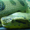 smileys 25512-snake3.jpg