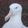 smileys 25579-royal_albatross2.jpg