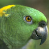 smileys 25580-green_parrot.jpg