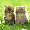 smileys 25679-two_cat3.jpg