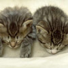 smileys 25718-two_sweet_cat.jpg