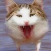 smileys 25823-cat_bird_funny.jpg