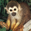 smileys 25825-squirrel_monkey.jpg