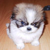 smileys 25999-ruffy.jpg