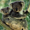 smileys 26069-koalas.jpg