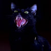 smileys 26204-angry_cat1.jpg