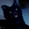 smileys 26225-angry_cat.jpg