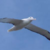 smileys 26468-royal_albatross.jpg