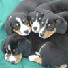 smileys 26536-puppys.jpg