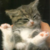 smileys 26555-small_cat.jpg