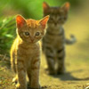 smileys 26577-cats.jpg