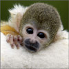 smileys 26697-monkey3.jpg