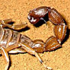 smileys 26721-scorpion.jpg