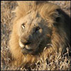 smileys 26731-lion2.jpg