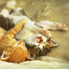 smileys 26757-two_cat_sleeping.jpg