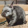 smileys 26771-wombat.jpg