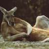 smileys 26848-comfy_kangaroo.jpg