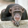 smileys 26858-monkey.jpg