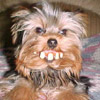 smileys 26895-billy_bob_dog.jpg