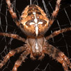 smileys 27038-araneus_spider.jpg