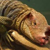 smileys 27040-lizard_pig.jpg