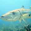 smileys 27064-barracuda1.jpg