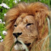 smileys 27072-lion3.jpg