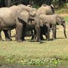 smileys 27074-elephant2.jpg