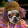 smileys 27223-dog_clown.jpg