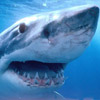 smileys 27235-shark.jpg