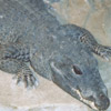 smileys 27669-crocodile5.jpg