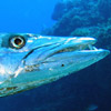 smileys 27781-barracuda.jpg