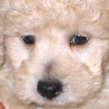 smileys 27800-puppy_face.jpg