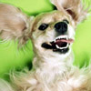 smileys 27824-happy_dog.jpg