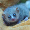 smileys 27884-mouse_lemur.jpg