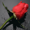 smileys 28006-red_rose.jpg