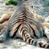 smileys 28063-tired_tiger.jpg