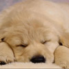 smileys 28074-sleeping_puppy.jpg