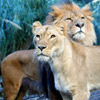 smileys 28116-lions.jpg