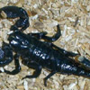 smileys 28161-scorpion5.jpg