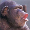 smileys 28168-chimpanzee2.jpg