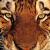 smileys 28213-tiger_face.jpg