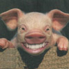 smileys 28242-happy_pig.jpg