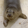 smileys 28278-seal.jpg