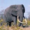 smileys 28285-elephant3.jpg