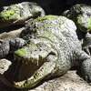 smileys 28433-crocodiles.jpg