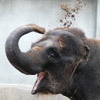 smileys 28497-elephant352.jpg