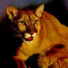 smileys 28519-cougar.jpg